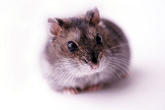 Hamster cinzento: descrição e características da espécie