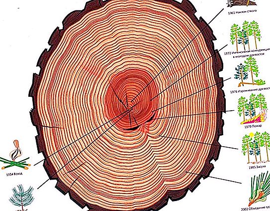 Vecchi o giovani: come determinare l'età di un albero?