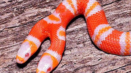 Is er een tweekoppige slang? Tweekoppige albinoslang