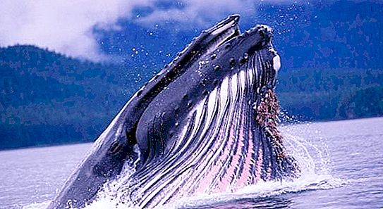 日本鲸：生活方式，范围，保护