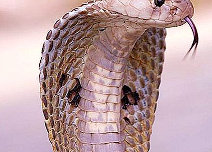 Cobra snake - fatti interessanti. Il re cobra come serpente è molto pericoloso e veloce.