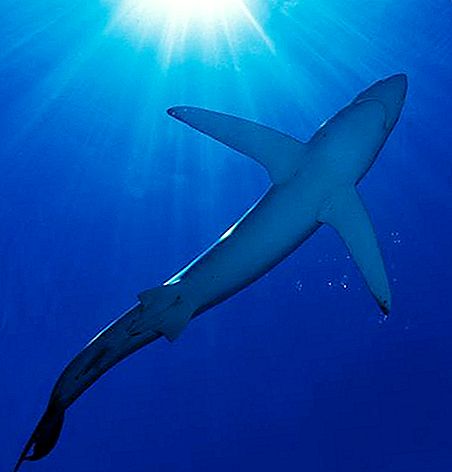 Er en haj en fisk eller et pattedyr? Navnet på hajerne. Katran - foto
