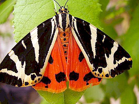 Butterfly Dipper: ciri, pengedaran, foto