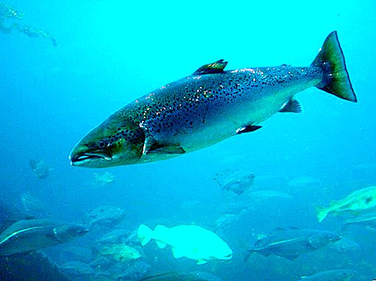 ปลาแซลมอนทะเลบอลติก: รูปแบบการใช้ชีวิตและการตกปลา