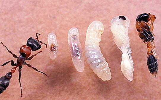 Four stages of ant development: complete transformation