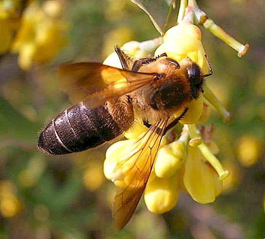 Хималайски пчели: халюциногенен мед и неговото извличане