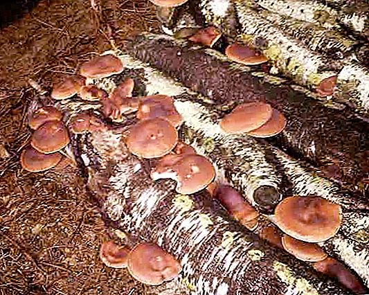 Jak rychle rostou houby a co ovlivňuje rychlost růstu?