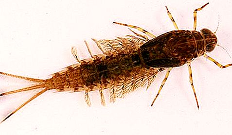 Mayfly larva: apa rupanya, apa yang ia makan?