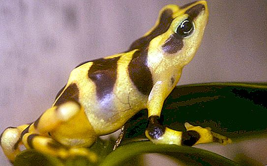 Harlequin frog: external features, lifestyle, photo, causes of extinction