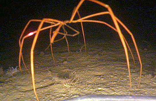 Jūras zirneklis - noslēpumains dziļumu iedzīvotājs