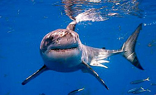 Những con cá mập sống ở biển Caspi?