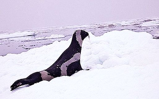 Striped seal - a wonderful creation of nature: photo, description, habitat