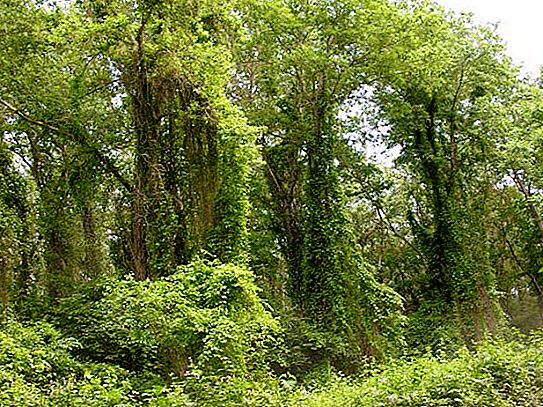 达吉斯坦的萨穆尔森林：描述，植被和评价