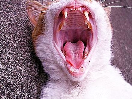 Kiek dantų katė turi, kaip juos išvalyti