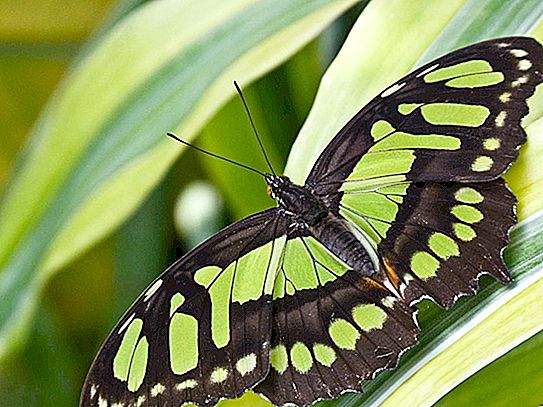 Η θερμοκρασία του αέρα επηρεάζει τις πτήσεις πεταλούδας: νέα μελέτη