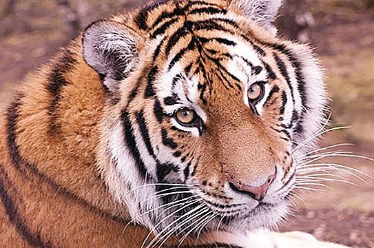 Ussuri Tiger - przystojny północny