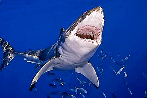 Zilais haizivis: sugas apraksts, biotops, izcelsme un iezīmes