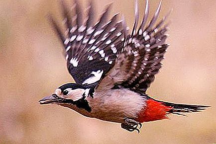 Great Spotted Woodpecker: perihalan, habitat, foto