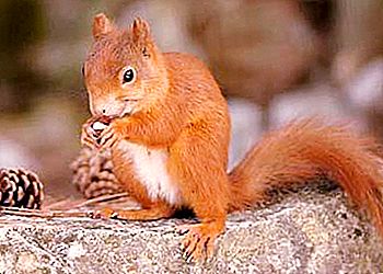 Mit esznek a mókusok erdőinkben?