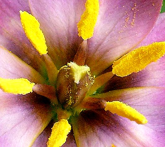 Hlavné časti kvetu sú Hlavné časti kvetu: pestík a tyčinky