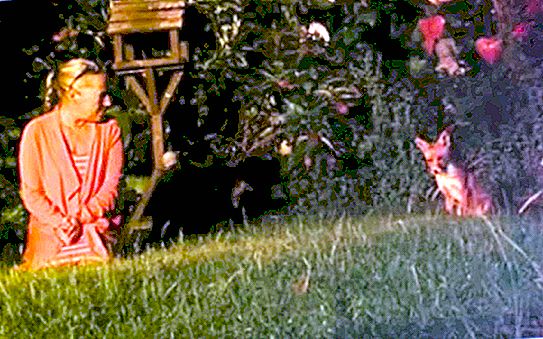 While walking in the garden, a woman met a fox. They became best friends.