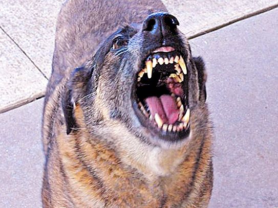 כיצד להגן על עצמך מפני כלבים ברחוב (או מחפיסת כלבים): המלצות מעשיות