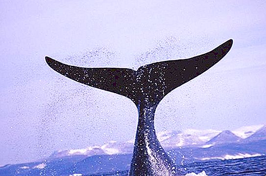 Grande famille de baleines