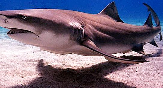 Tubarão-limão: descrição, habitat, condições de sobrevivência