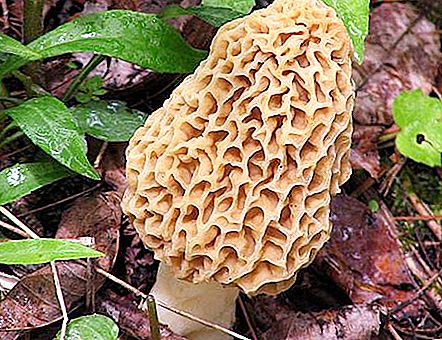 Fanoušci lesních otevřených prostorů mají poznámku: které houby Bashkirie jsou jedlé a které ne!