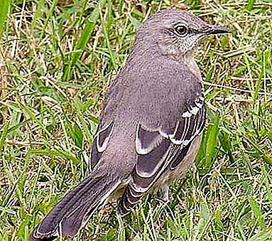 Mockingbird - isang matalinong ibon