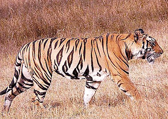 The life span of tigers in nature. The average life span of a tiger