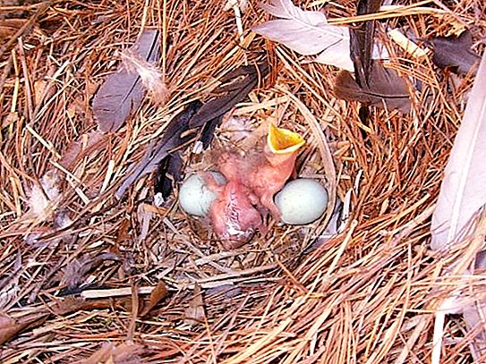 Starling chicks: bagaimana cara memberi makan?