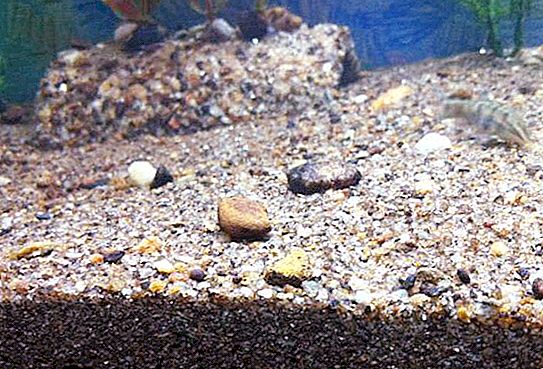 Sorra de riu gruixuda a l’aquari. Recomanacions del sòl