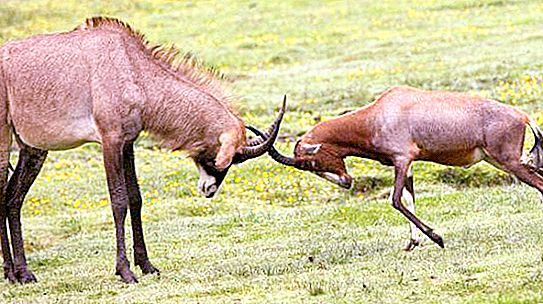 Saberhorn-Antilope: Fotos, Beschreibung, Verbreitung