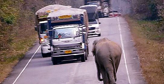 Gajah gajah yang manis itu menghentikan trak untuk merayakan tebu: video