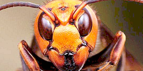 Hornet asiático: onde ele mora e o que é perigoso para os outros?