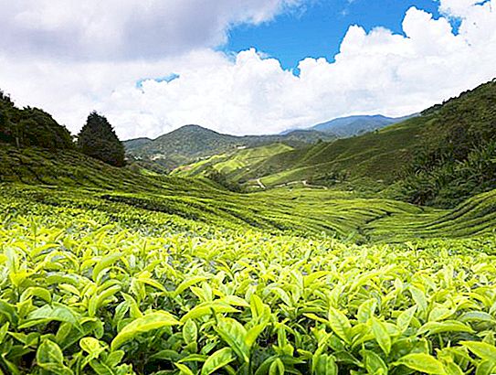 茶畑。 スリランカのランドマーク：茶畑