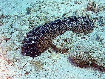 Miracle de la natura: cogombres de mar