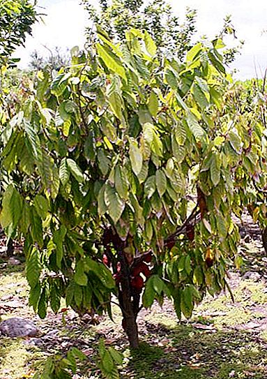 Chokoladetræ: fotos og beskrivelse. Hvor vokser chokoladetræet?