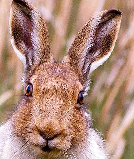 Dove vivono i conigli e scavano buche?