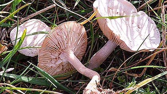 Govorushki gljive: fotografija i opis