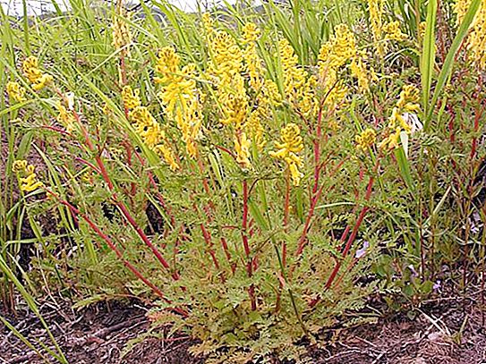 Corydalis es una flor. Descripción y foto. Flores del bosque