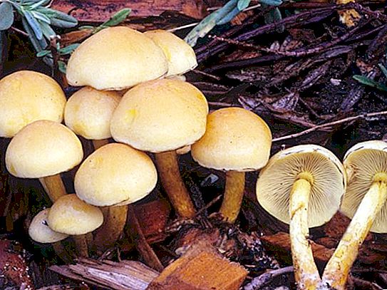 Comment distinguer les faux champignons des champignons: trucs et astuces