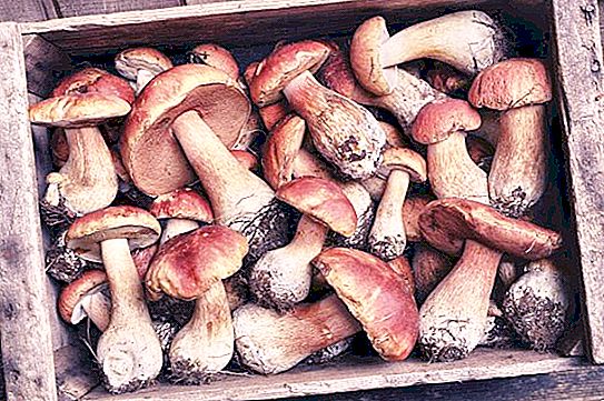 Kuinka sienet syövät? Sienien ravitsemus, rakenne ja lisääntyminen. Mitkä eläimet syövät sieniä?