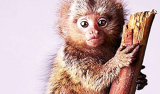 Trpaslík Marmoset - nejmenší primát