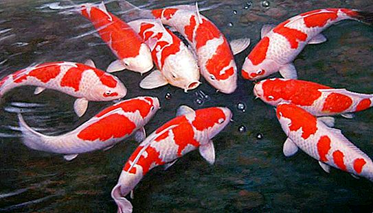 Kapr Koi v akváriu: popis s fotografií, nuance obsahu, reprodukce, životní cyklus, charakteristické znaky a znaky kultivace