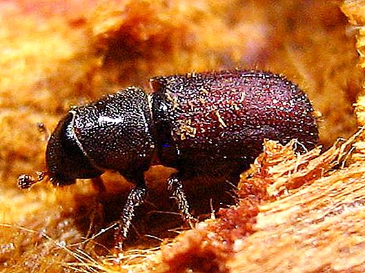 Printing bark beetle is a dangerous pest