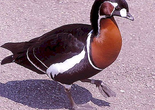 Goose Goose: beskrivelse, habitat, avl