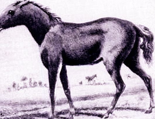 The tarpan horse is the ancestor of the modern horse. Description, species, habitat and causes of extinction