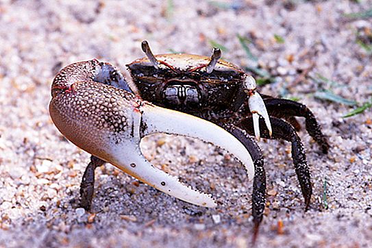 Lockande krabba: beskrivning och foto